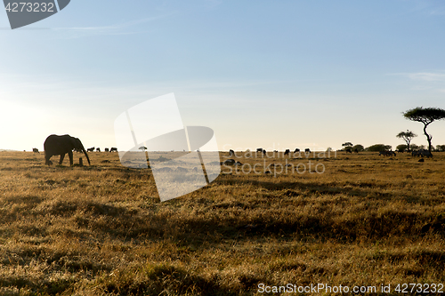 Image of group of herbivore animals in savannah at africa