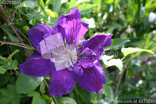 Image of Flower of clematis President