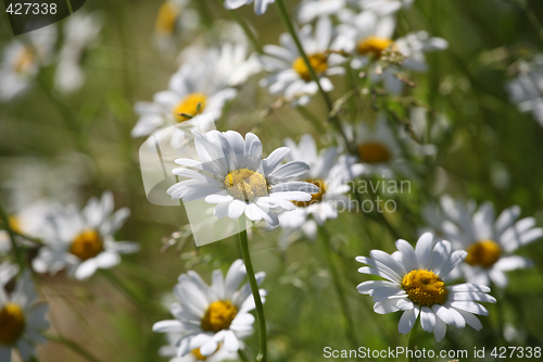 Image of A lot of  of daisies on a summer field