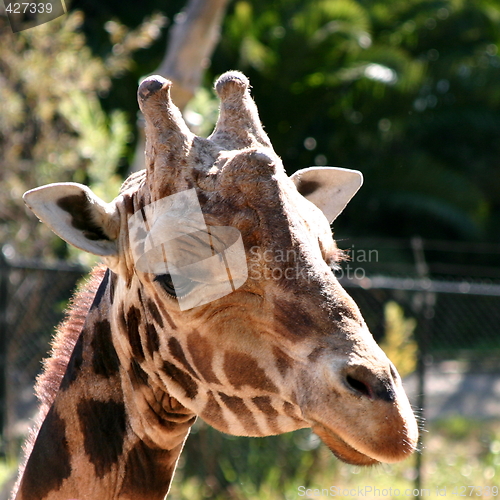 Image of Baringo Giraffe (4751)