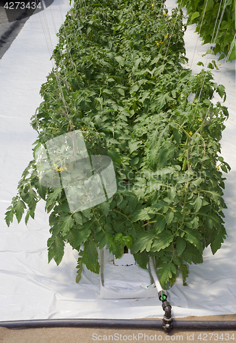 Image of Hydroponic Tomato Cultivation