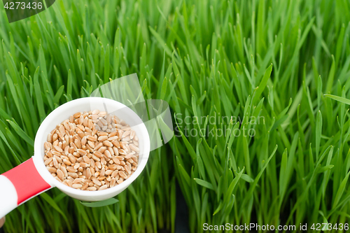 Image of Microgreens Growing Panoramic Wheatgrass Blades Scoop Red Wheat 