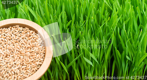 Image of Microgreens Growing Panoramic Wheatgrass Blades Bowl Red Wheat B