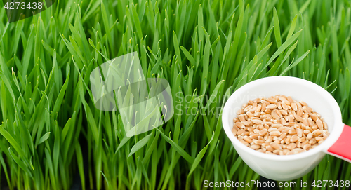 Image of Microgreens Growing Panoramic Wheatgrass Blades Scoop Red Wheat 