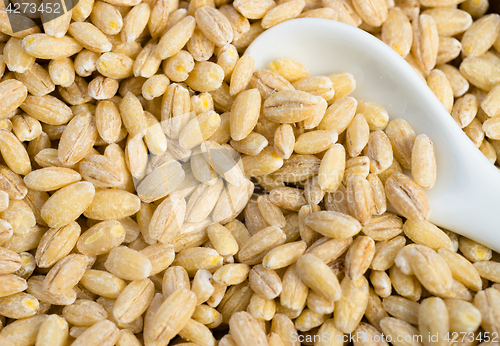 Image of Pearl Barley Pearled Whole Grain Food