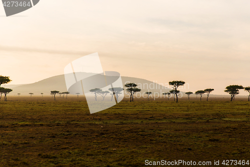 Image of acacia trees in savannah at africa