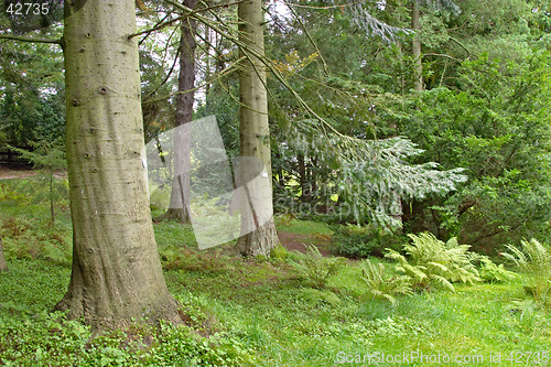 Image of Pine tree in a lush underbrush wood, botanical garden, Gothenburg, Sweden