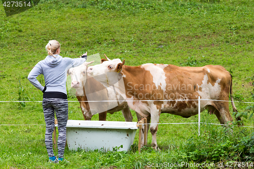 Image of Active sporty female hiker observing and caressing pasturing cows on meadow.