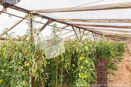 Image of Rows of tomato plants growing inside greenhouse.