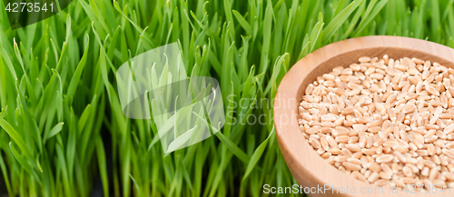 Image of Microgreens Growing Panoramic Wheatgrass Blades Bowl Red Wheat B