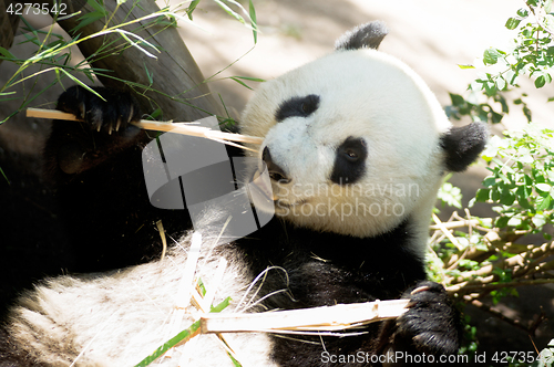 Image of Endangered Animal Wildlife Giant Panda Eating Bamboo Stalk