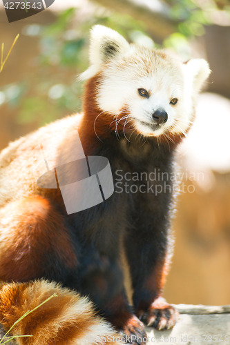 Image of Red Panda Wild Animal Panting Stands Tree Limb