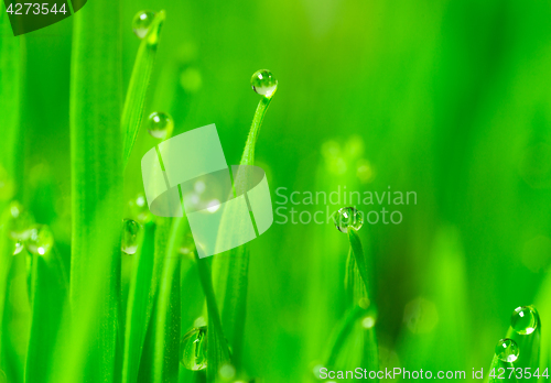 Image of Microgreens Growing Panoramic Dew on Wheatgrass Blades