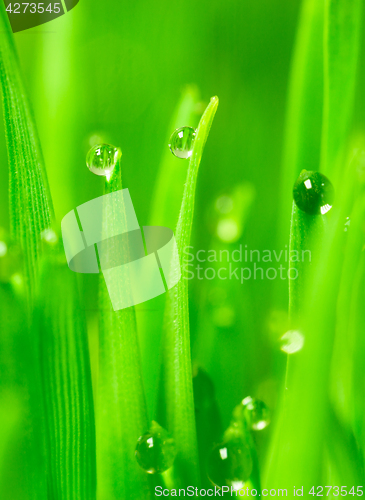 Image of Microgreens Growing Vertical Dew on Wheatgrass Blades