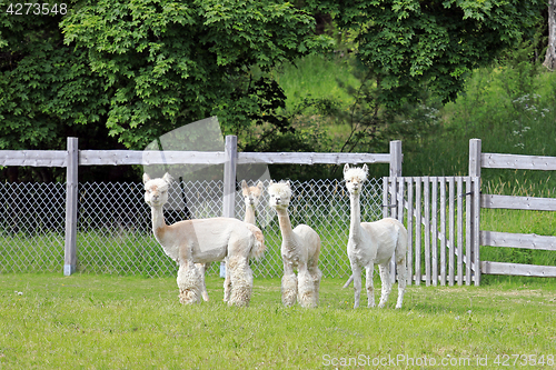 Image of Herd of Four White Alpacas 