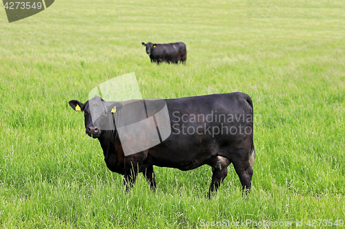 Image of Two Black Cows on Grassy Field Mirror Image
