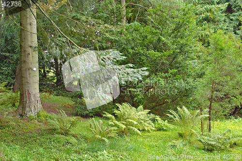 Image of Pine tree in a lush underbrush wood, botanical garden, Gothenburg, Sweden