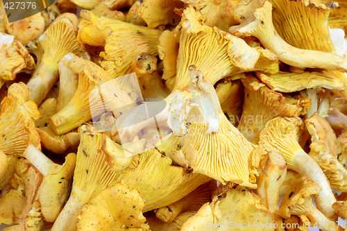 Image of Chanterelle