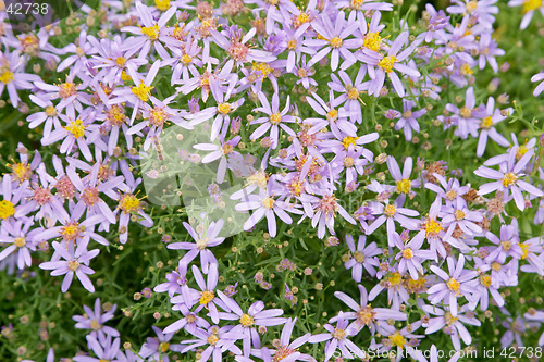 Image of Violet flowers of Aster sedifolius "Nanus", Asteraceae (Aster) botanical garden, Gothenburg, Sweden