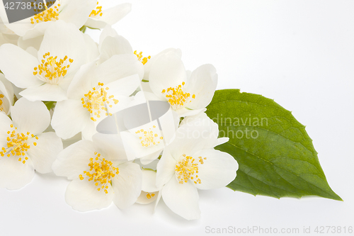 Image of jasmine flower