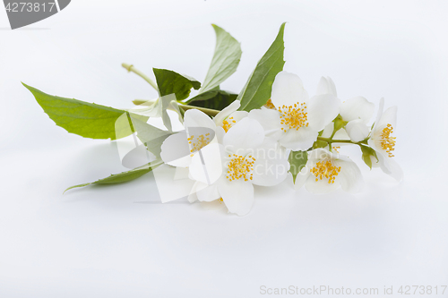 Image of jasmine flower