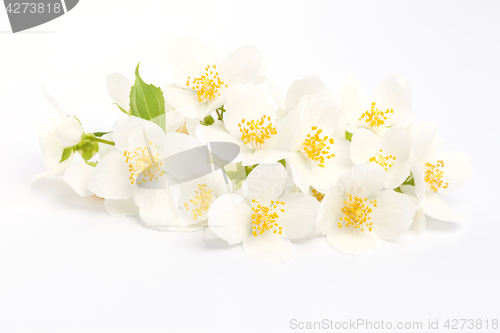 Image of jasmine flower