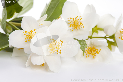 Image of jasmine flower