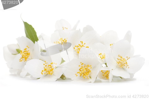 Image of jasmine flower
