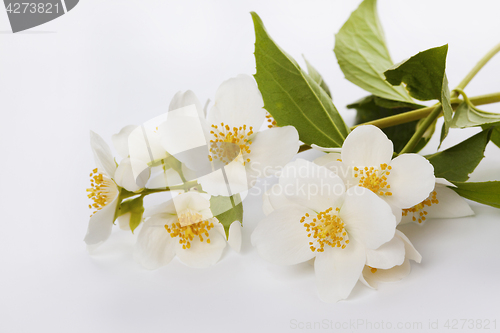 Image of jasmine flower