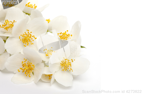 Image of jasmine flower