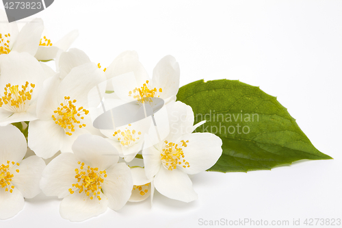 Image of jasmine flower