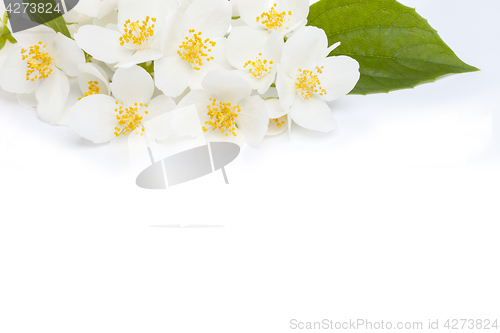 Image of jasmine flower