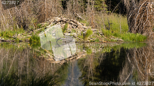 Image of Large Beaver Hut House Dam Wyoming Lake River