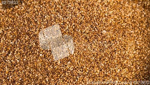 Image of Farrow Grains Wheat Grains