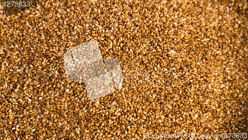 Image of Farrow Grains Wheat Grains