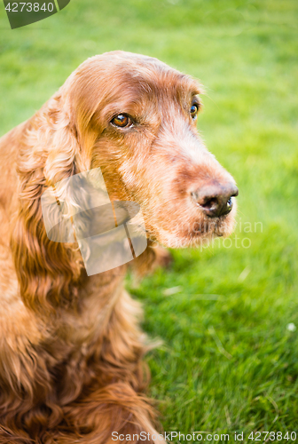 Image of Purebred Irish Setter Dog Canine Pet Laying Down