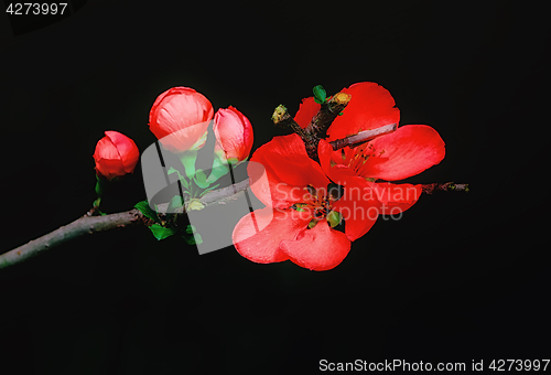 Image of Flowers Of The Japanese Quince Closeup