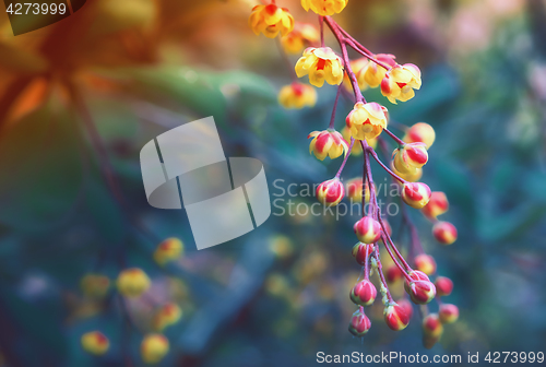 Image of Blooming Barberry Closeup