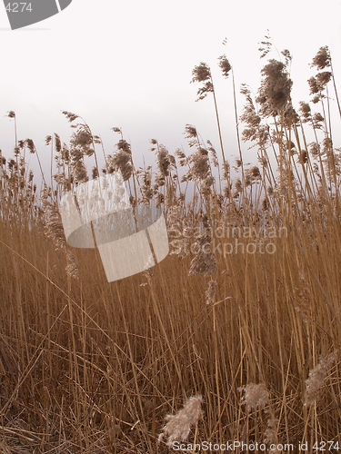 Image of reed