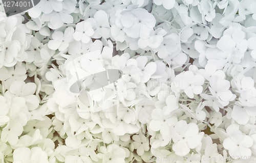 Image of Shallow White Flowers Background