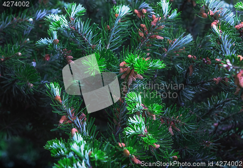 Image of Fir Branches With Cones Closeup