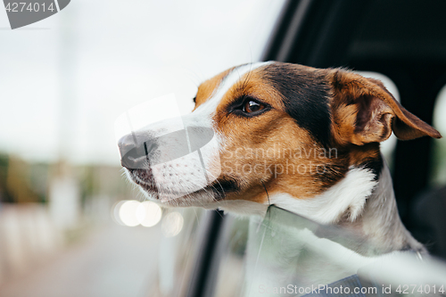 Image of Dog peeking in from the open window of the car.