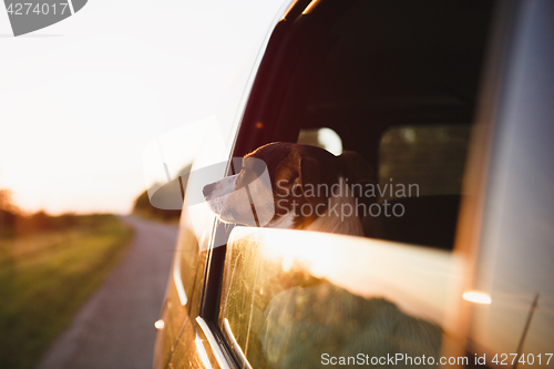 Image of Dog peeking in from the open window of the car.