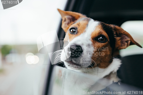 Image of Dog peeking in from the open window of the car.