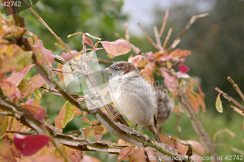 Image of Brown house sparrow (Passer domesticus) on an autumn tree, botanical garden, Gothenburg, Sweden