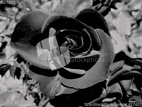 Image of Black rose 