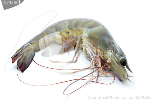 Image of Fresh raw prawns