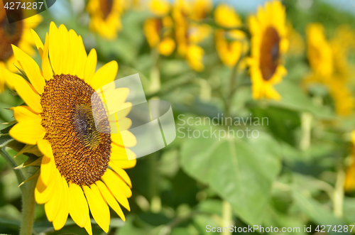 Image of Yellow Sunflower field  