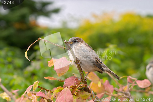 Image of Brown house sparrow (Passer domesticus) on an autumn tree, botanical garden, Gothenburg, Sweden