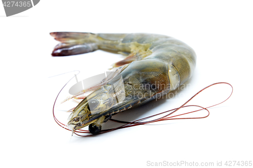 Image of Fresh raw prawns 